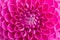 Dahlia ball-barbarry flowers background - top view on pink bright summer blooms for romantic pattern.