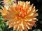 Dahlia is a Beautiful  genus of bushy, tuberous