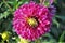 Dahlia is a Beautiful  genus of bushy, tuberous