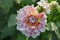Dahlia is a Beautiful genus of bushy, tuberous, herbaceous