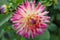 Dahlia is a Beautiful genus of bushy, tuberous, herbaceous