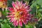 Dahlia is a Beautiful genus of bushy, tuberous, herbaceous