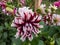 Dahlia \\\'Bert pitt\\\' blooming with bicolored red and white flowers