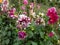 Dahlia \\\'Bert pitt\\\' blooming with bicolored red and white flowers