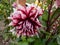 Dahlia \\\'Bert pitt\\\' blooming with bicolored red and white flowers