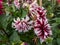 Dahlia \\\'Bert pitt\\\' blooming with bicolored red and white flowers