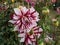 Dahlia \\\'Bert pitt\\\' blooming with bicolored red and white flowers in the garden