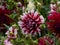 Dahlia \\\'Bert pitt\\\' blooming with bicolored red and white flowers in the garden in autumn