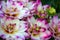 Dahlia binky variety, closeup are bright white small sized chrysanthemums