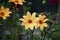 Dahlia Bishop of York flower, yellow blooms, summer