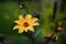 Dahlia Bishop of York flower, yellow blooms, summer