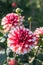 Dahlia blossom red and white colored