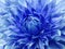 Dahlia blue flower. Macro. Motley big flower. Background from a flower.