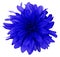 Dahlia blue flower white background isolated with clipping path. Closeup. with no shadows.