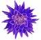 Dahlia blue-pink-violet flower, white background isolated with clipping path. Closeup. with no shadows. Great, Spotted, spiky f