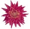 Dahlia brightly pink flower, white background isolated with clipping path. Closeup. with no shadows. Great, Spotted, spiky flow
