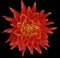 Dahlia brightly red flower, black background isolated with clipping path. Closeup. with no shadows. Great, Spotted, spiky flowe