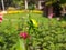 Dahlia bud  in autumn garden.