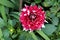 Dahlia bushy herbaceous perennial plant with open blooming large dark red and white flower containing multiple layers of petals