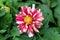 Dahlia bushy perennial plant with large partially shriveled and dried light pink and white petals planted in local urban garden