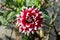Dahlia bushy tuberous plant with large composite flower head with dark red and white central disc florets and surrounding ray