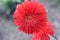 Dahlia Cactus flower. Hybrid Dahlia Engelhardt`s Jubilee. Red Semi-Cactus Dahlia flower. Its a kind of cactus dahlia, spider dahli