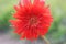 Dahlia Cactus flower. Hybrid Dahlia Engelhardt`s Jubilee. Red Semi-Cactus Dahlia flower. Its a kind of cactus dahlia, spider dahli