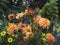 Dahlia cactus `Garden Party` in orange color in summer