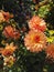 Dahlia cactus `Garden Party` in orange color in the sun