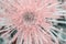 Dahlia cactus-like soft pink color close-up