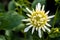 Dahlia Cactus Tall White in full bloom