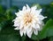 Dahlia Cafe au Lait flower plant growing in summer cottage garden