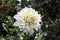 Dahlia `Cafe Au Lait` in full bloom