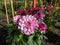 Dahlia \\\'Creme de cassis\\\' in garden. Dark, red buds open into blossoms that are lavender-pink on top and red below