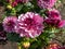 Dahlia \\\'Creme de cassis\\\' in garden. Wine-red buds open into blossoms that are lavender-pink on top and red below with