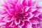 Dahlia or Dalia Flower at The Royal Agricultural S