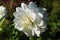 Dahlia decorative - plant flower