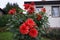 Dahlia with double red flowers in October. Dahlia is a genus of bushy, tuberous, herbaceous perennial plants. Berlin, Germany