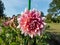 Dahlia \\\'Duet\\\' blooming with bicolor flowers - mix of dark wine toward their heart against crisp white at their tips