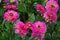 Dahlia El Santo, vivid pink blooms