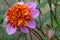 Dahlia Flodder, pink anemone-shaped flower with exuberant orange-red centre
