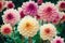 Dahlia flower banquet beautiful spectacular flower arrangement background