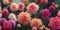 Dahlia flower banquet beautiful spectacular flower arrangement background