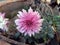 A dahlia flower bloomed in my rooftop garden