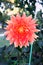 Dahlia flower blossom
