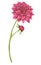 Dahlia flower, chrysanthemum. Watercolor botanical illustration.