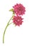 Dahlia flower, chrysanthemum. Watercolor botanical illustration. Element for design