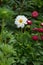 A dahlia flower close-up