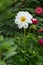 A dahlia flower close-up