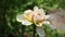 Dahlia flower closeup